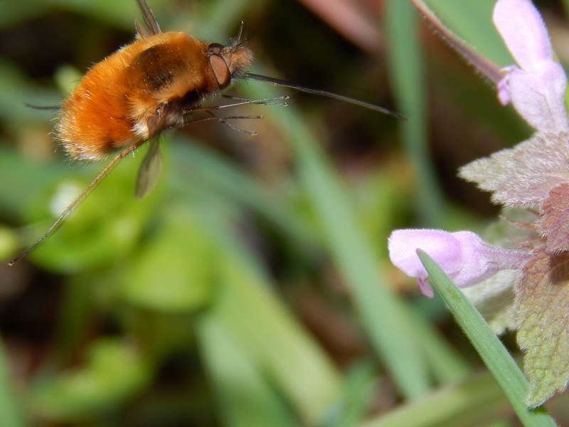 L''affondo dello spadaccino...